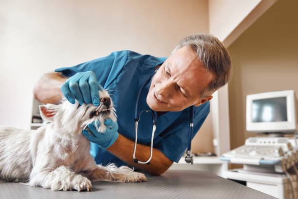 Best Emergency Denture Repair in Haubstadt, IN